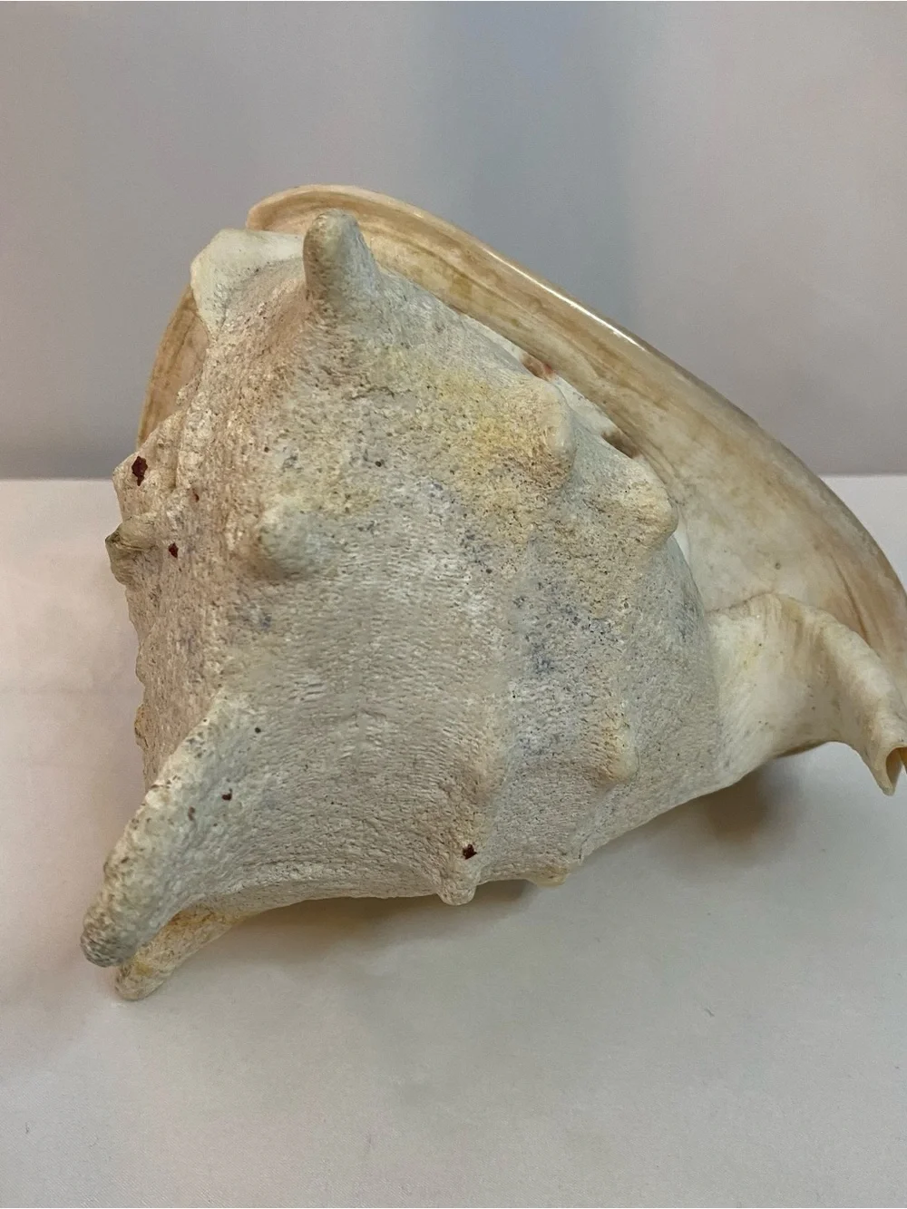Large Conch Shell - Picture 3 of 6